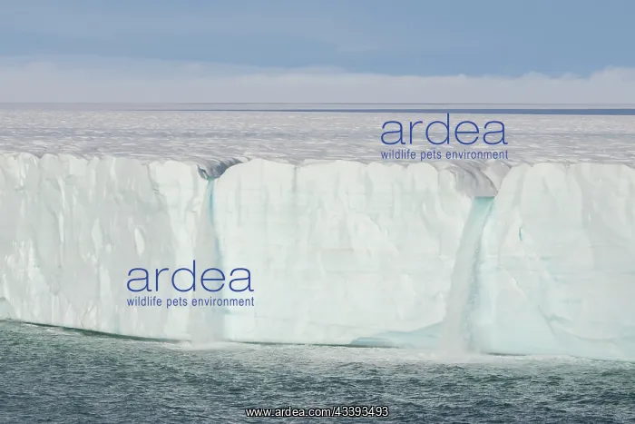 : Brasvellbreen : Brasvellbreen