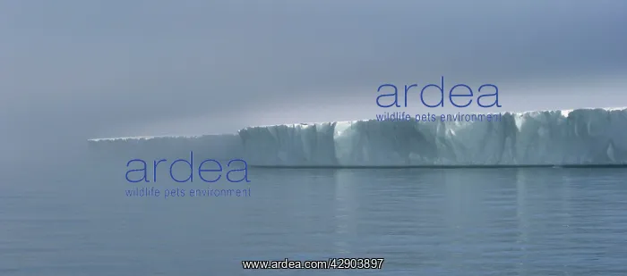 : Brasvell's Glacier - 200 km long, panoramic view : Brasvell's Glacier - 200 km long, panoramic view
