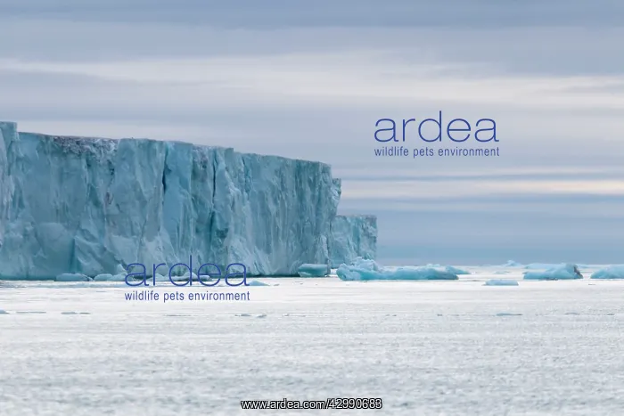 : Brasvell's Glacier : Brasvell's Glacier