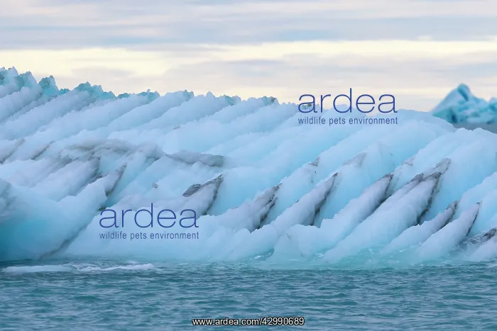 : Brasvell's Glacier : Brasvell's Glacier
