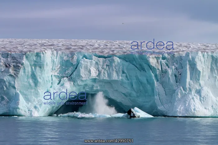 : Brasvell's Glacier : Brasvell's Glacier