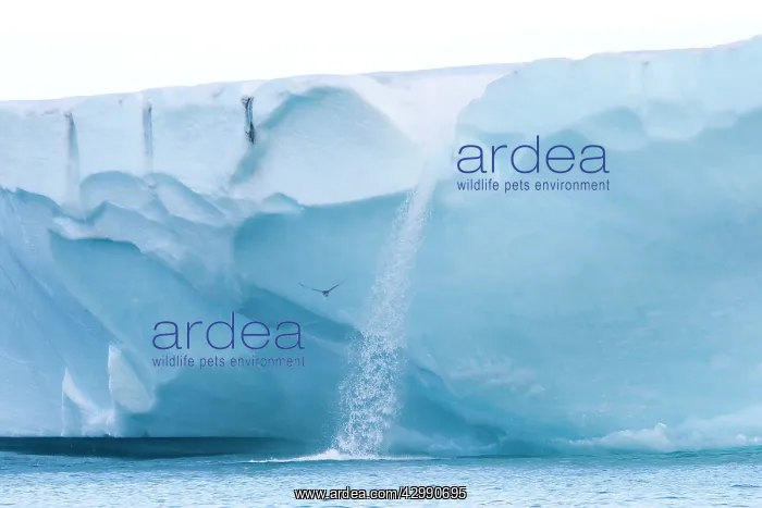 : Brasvell's Glacier - melting : Brasvell's Glacier - melting