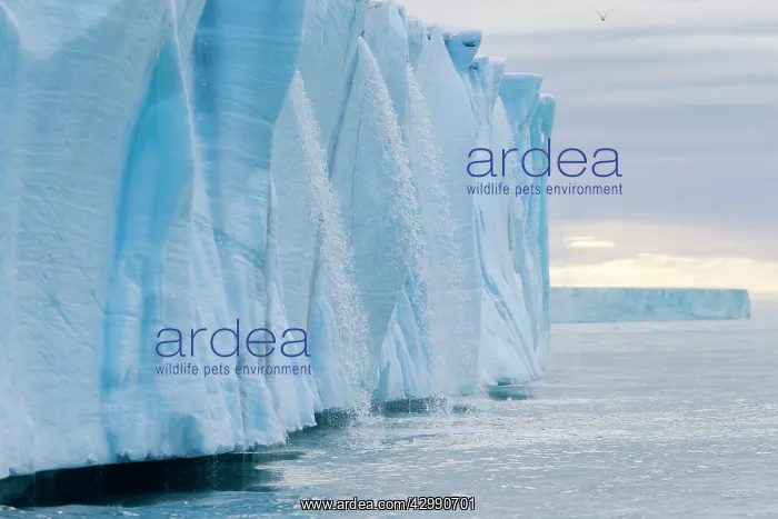 : Brasvell's Glacier - melting : Brasvell's Glacier - melting