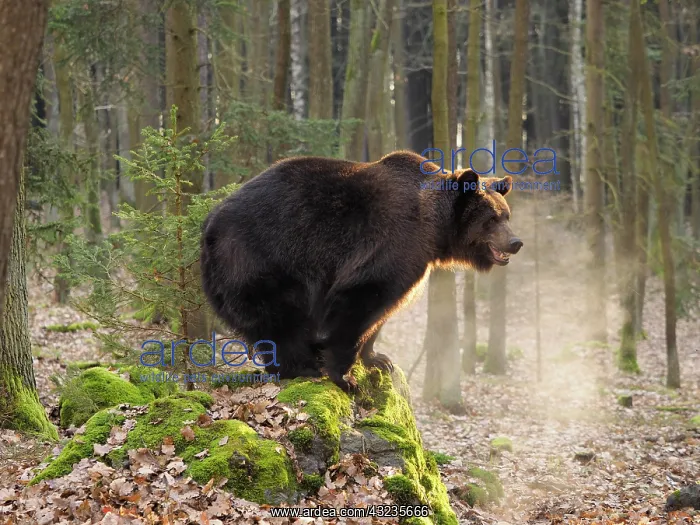  : Braunbr, Ursus arctos Braunbr, Ursus arctos