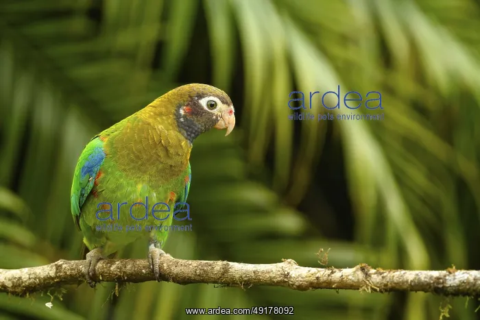 : Braunhauben-Papagei (Pyrilia haematotis) : Braunhauben-Papagei (Pyrilia haematotis)