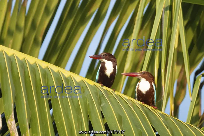 : Braunliestparchen (Halcyon smyrnensis) auf einer Palme in der Lagune von Puttalam Braunliestp : Braunliestparchen (Halcyon smyrnensis) auf einer Palme in der Lagune von Puttalam Braunliestp