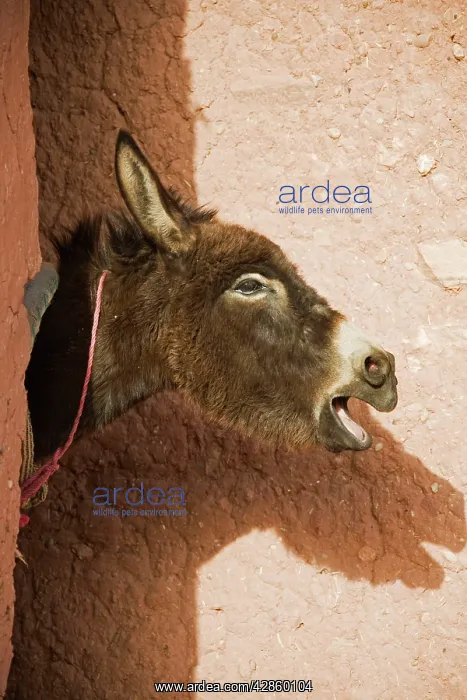 : Braying Donkey at his stable at the world-famous : Braying Donkey at his stable at the world-famous