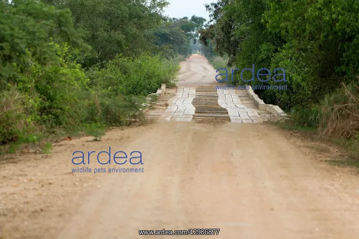 : Brazil. Bridge on the Transpantaneira road - Pantanal area - Mato Grosso - Brazil : Brazil. Bridge on the Transpantaneira road - Pantanal area - Mato Grosso - Brazil