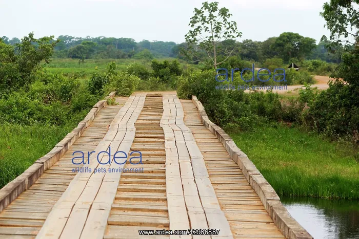 : Brazil. Bridge on the Transpantaneira road - Pantanal area - Mato Grosso - Brazil : Brazil. Bridge on the Transpantaneira road - Pantanal area - Mato Grosso - Brazil