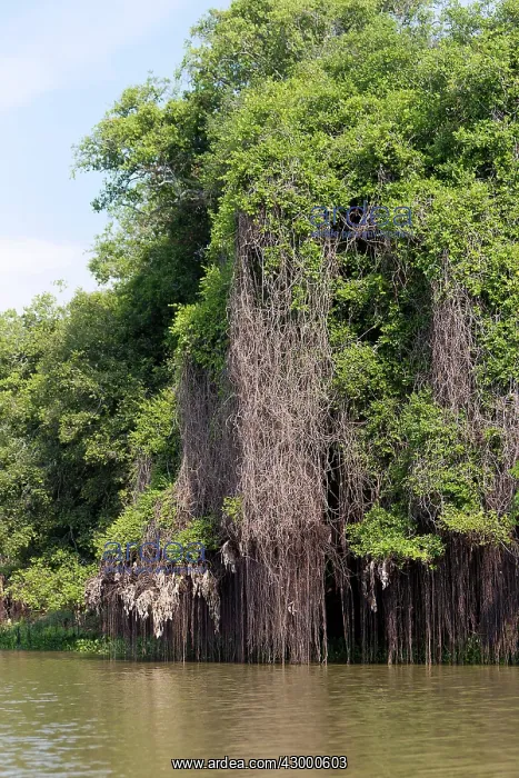 : Brazil. forest along the river Cuiaba - Rio Cuiaba, Pantanal area - Mato Grosso - Brazil : Brazil. forest along the river Cuiaba - Rio Cuiaba, Pantanal area - Mato Grosso - Brazil