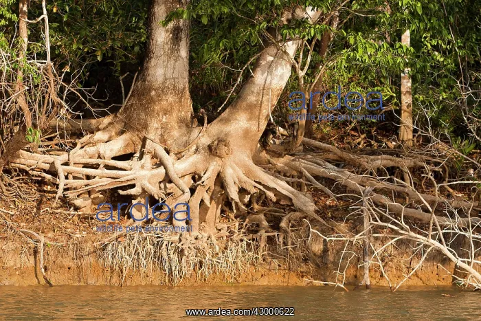 : Brazil. forest along the river Cuiaba - Rio Cuiaba, Pantanal area - Mato Grosso - Brazil : Brazil. forest along the river Cuiaba - Rio Cuiaba, Pantanal area - Mato Grosso - Brazil