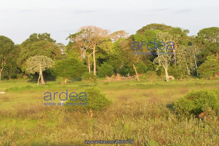 : Brazil. Landscape in a fazenda - Pantanal area - Mato Grosso - Brazil : Brazil. Landscape in a fazenda - Pantanal area - Mato Grosso - Brazil