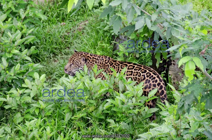 : Brazil, Amazon, Manaus. Military Zoo, captive : Brazil, Amazon, Manaus. Military Zoo, captive