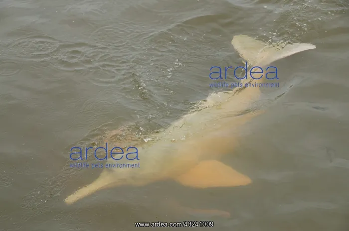  : Brazil, Amazonas, Rio Tapajos, Santarem