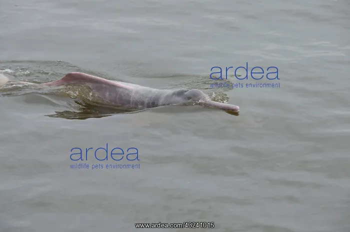 : Brazil, Amazonas, Rio Tapajos, Santarem : Brazil, Amazonas, Rio Tapajos, Santarem