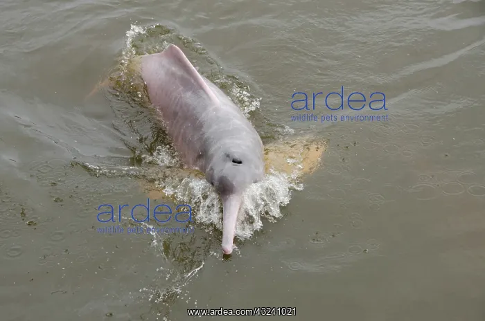 : Brazil, Amazonas, Rio Tapajos, Santarem : Brazil, Amazonas, Rio Tapajos, Santarem