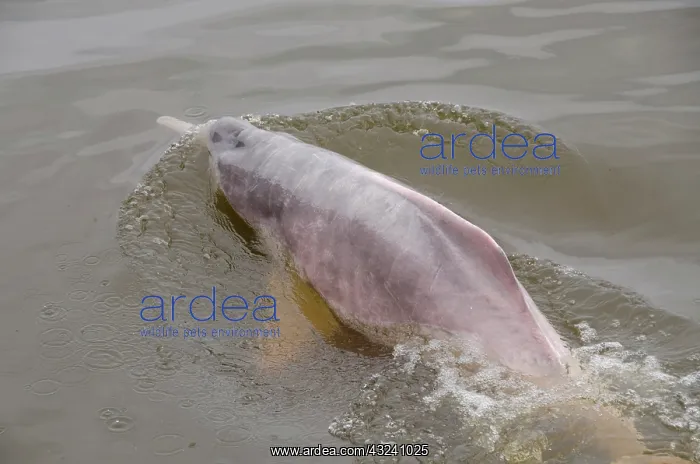 : Brazil, Amazonas, Rio Tapajos, Santarem : Brazil, Amazonas, Rio Tapajos, Santarem