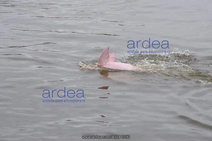  : Brazil, Amazonas, Rio Tapajos, Santarem