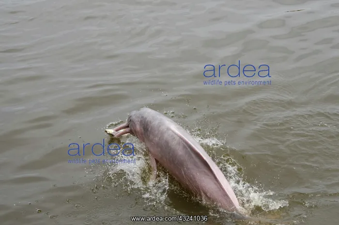 : Brazil, Amazonas, Rio Tapajos, Santarem : Brazil, Amazonas, Rio Tapajos, Santarem