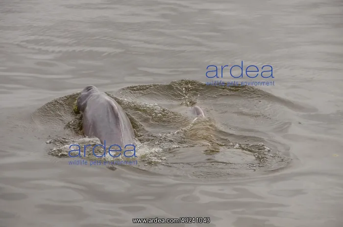 : Brazil, Amazonas, Rio Tapajos, Santarem : Brazil, Amazonas, Rio Tapajos, Santarem