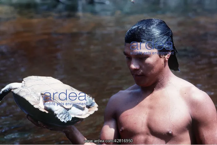: BRAZIL - Big Headed Turtles - Being collected by Cabaclo : BRAZIL - Big Headed Turtles - Being collected by Cabaclo