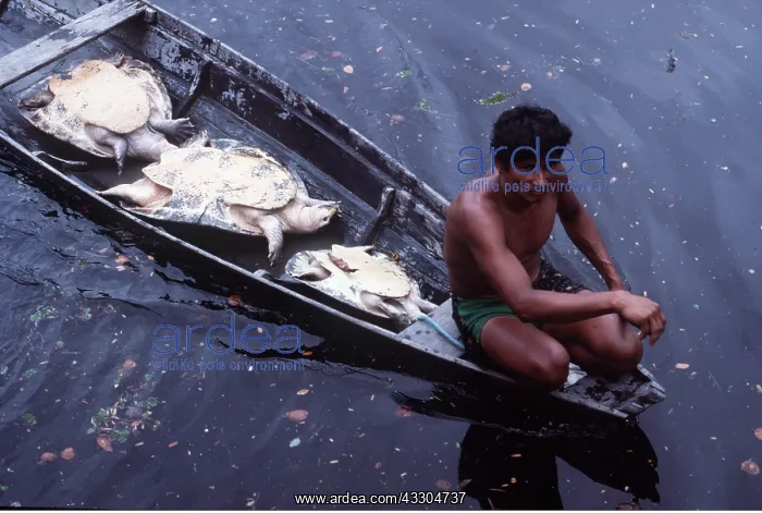 : Brazil - Caboclo Fisherman - With Expansa turtle : Brazil - Caboclo Fisherman - With Expansa turtle