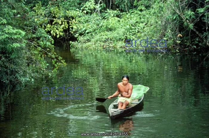 : BRAZIL - Caboelo native in canoe, collecting big-headed : BRAZIL - Caboelo native in canoe, collecting big-headed