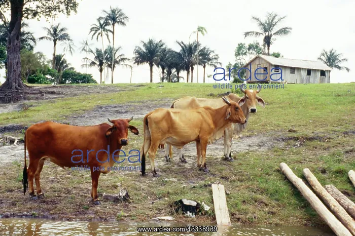 : Brazil - cleared riveredge forest in amazonia for : Brazil - cleared riveredge forest in amazonia for