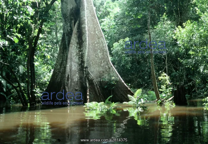  : Brazil - flooded forest, Amazon