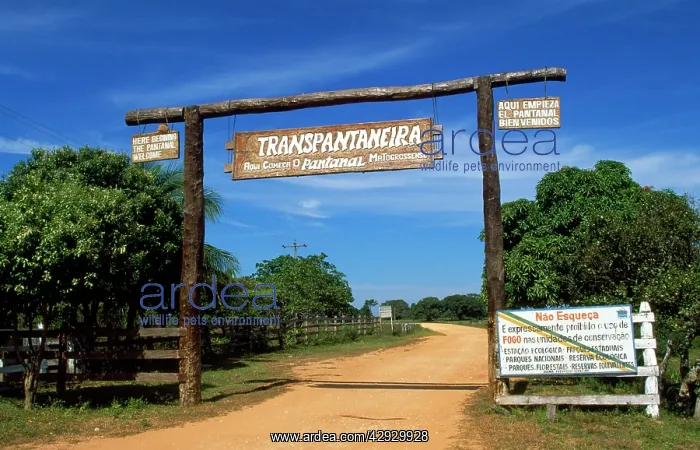 : BRAZIL - Mato Grosso North Gate to the Pantanal Reserve : BRAZIL - Mato Grosso North Gate to the Pantanal Reserve