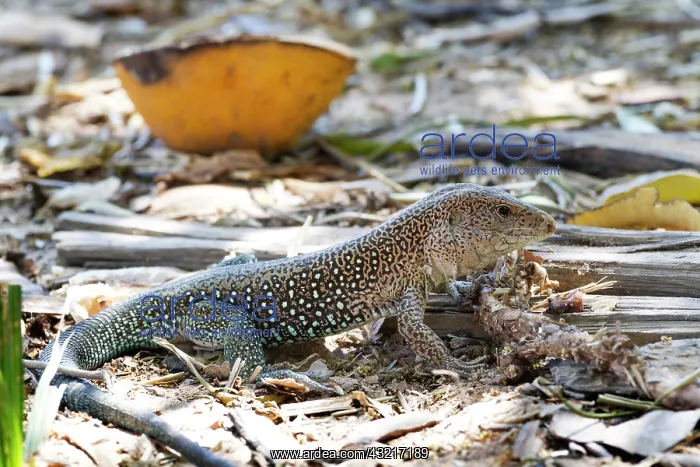 : Brazil, Mato Grosso, The Pantanal, golden tegu : Brazil, Mato Grosso, The Pantanal, golden tegu