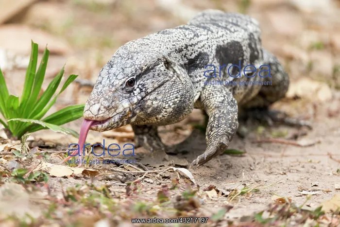 : Brazil, Mato Grosso, The Pantanal, golden tegu : Brazil, Mato Grosso, The Pantanal, golden tegu