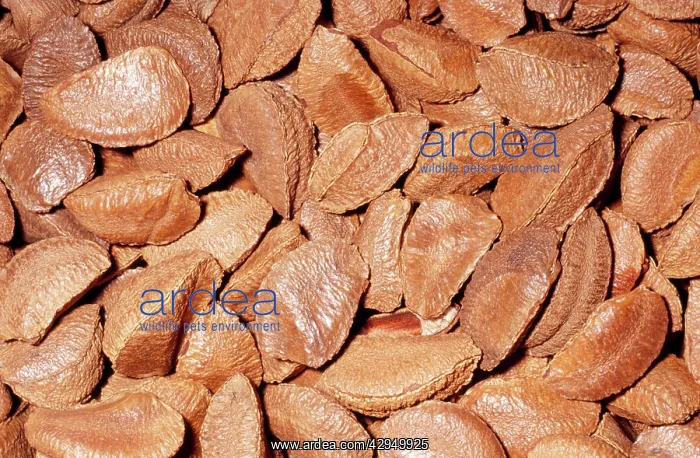: Brazil Nuts - in shell : Brazil Nuts - in shell