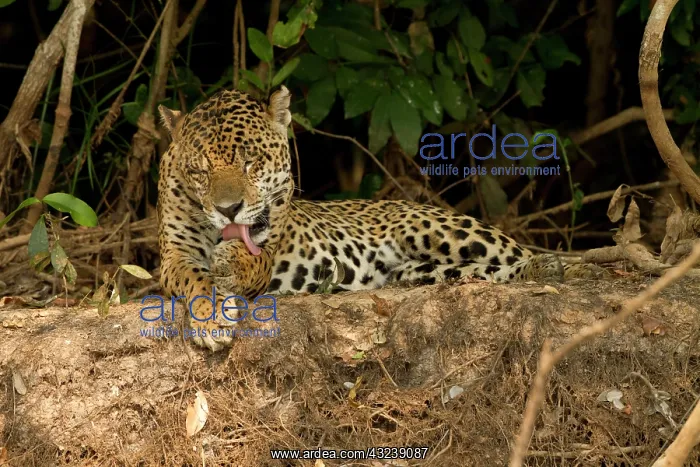 : Brazil, Pantanal. Jaguar (Panthera onca) : Brazil, Pantanal. Jaguar (Panthera onca)