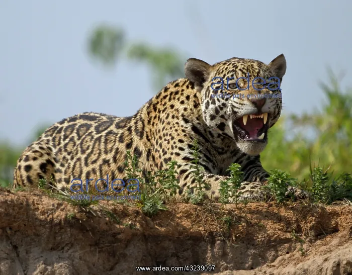 : Brazil, Pantanal. Jaguar (Panthera onca) : Brazil, Pantanal. Jaguar (Panthera onca)