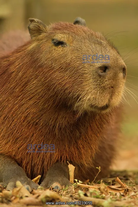 : Brazil, Pantanal, Matto Grosso. Capybara : Brazil, Pantanal, Matto Grosso. Capybara
