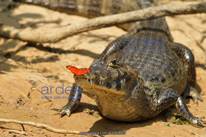 : Brazil, Pantanal, Matto Grosso. Spectacled : Brazil, Pantanal, Matto Grosso. Spectacled