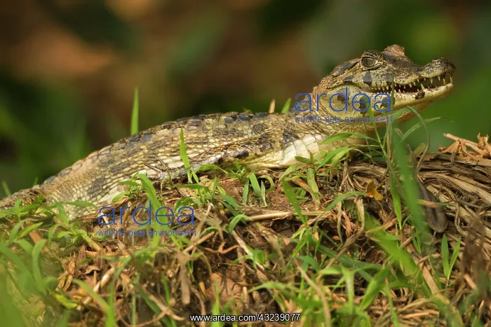  : Brazil, Pantanal, Matto Grosso. Spectacled