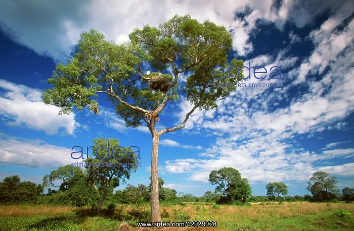  : BRAZIL - Pantanal, tree with Jabiru nest