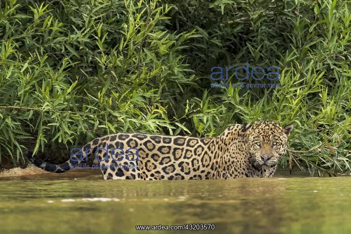 : Brazil, Pantanal. Wild jaguar in water. Credit as: : Brazil, Pantanal. Wild jaguar in water. Credit as: