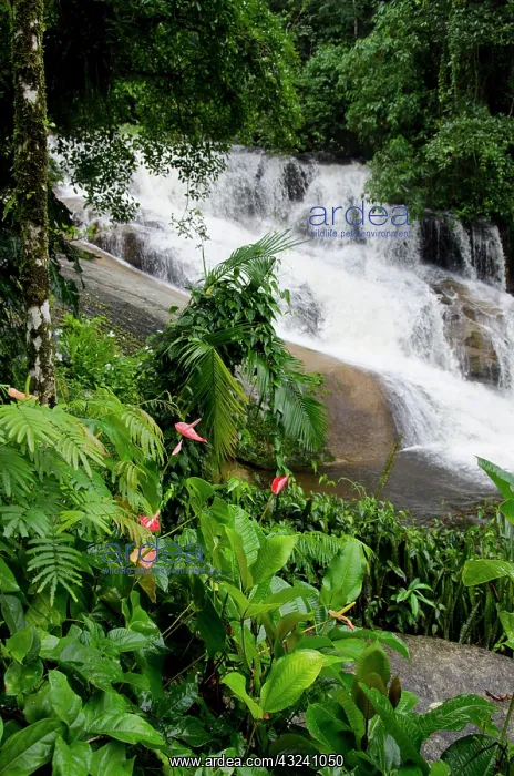 : Brazil, Parati (Paraty). Atlantic Forest : Brazil, Parati (Paraty). Atlantic Forest
