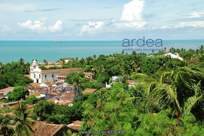 : Brazil, Pernambuco, Recife, Olinda, colonial : Brazil, Pernambuco, Recife, Olinda, colonial