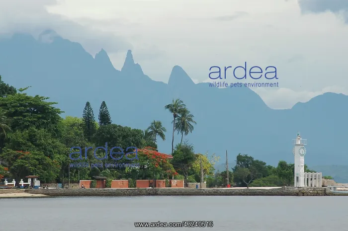 : Brazil, Rio de Janeiro, Paqueta Island : Brazil, Rio de Janeiro, Paqueta Island