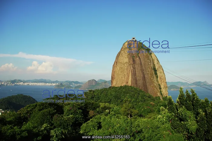 : Brazil, Rio de Janeiro, view from the Sugar : Brazil, Rio de Janeiro, view from the Sugar