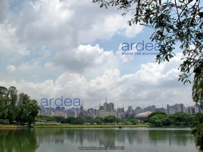 : Brazil, Sao Paulo, Ibirapuera park : Brazil, Sao Paulo, Ibirapuera park