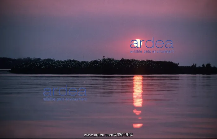 : BRAZIL - Sunset over egret roost : BRAZIL - Sunset over egret roost
