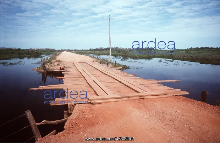: BRAZIL - Trans Pantanal highway : BRAZIL - Trans Pantanal highway