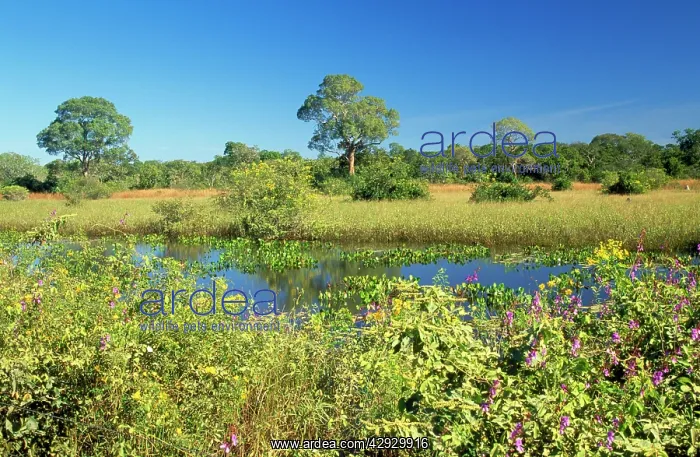 : BRAZIL - view of the Pantanal : BRAZIL - view of the Pantanal