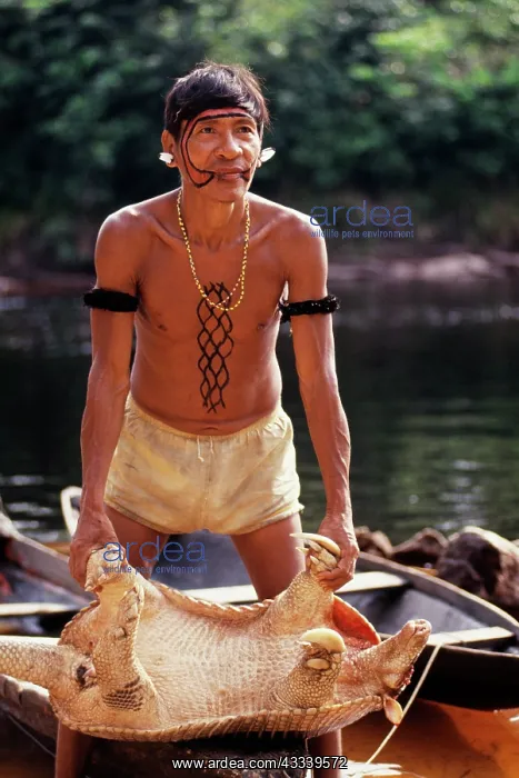 : Brazil - Yanomami Indian hunter with giant armadillo kill : Brazil - Yanomami Indian hunter with giant armadillo kill