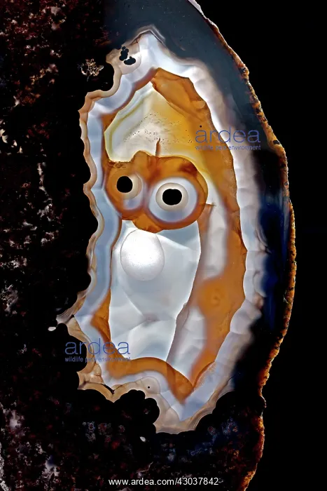  : Brazilian Agate slice with MR sad face design